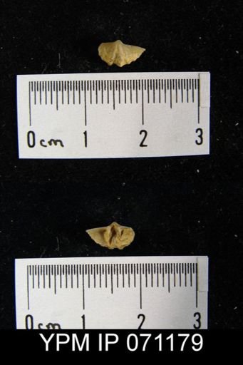 Delthyris saffordi