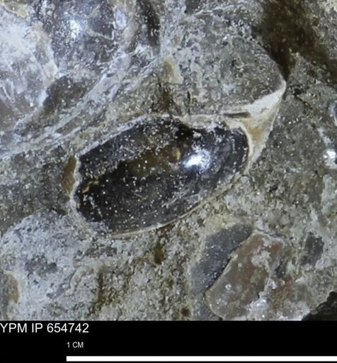 undet. Bivalvia