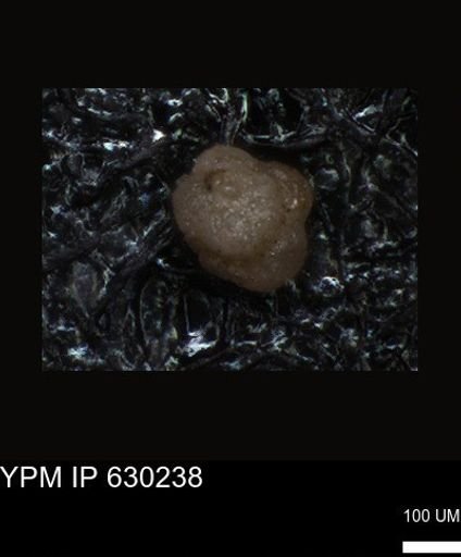 undet. Foraminiferida
