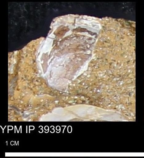 undet. Bivalvia