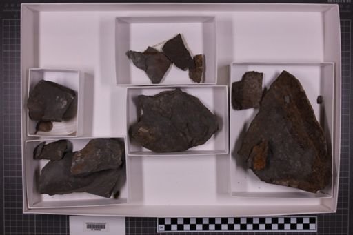 mixed taxa, stratigraphic collection