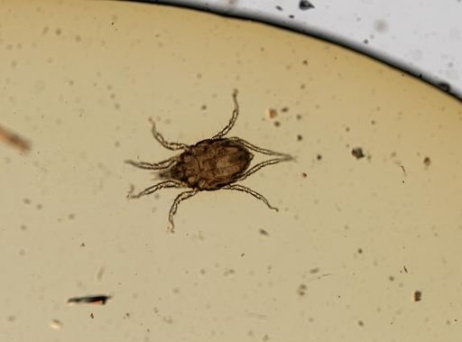 Copidognathus punctatissimus