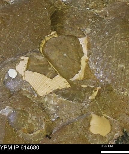 Parallelodon (Cosmetodon) sulcatinus