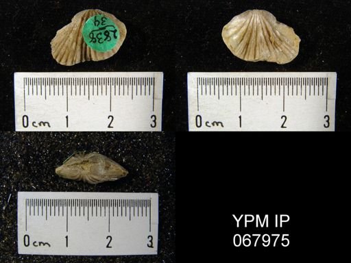 Orthostrophia strophemenoides