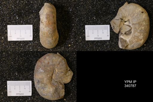 Scaphites sp.