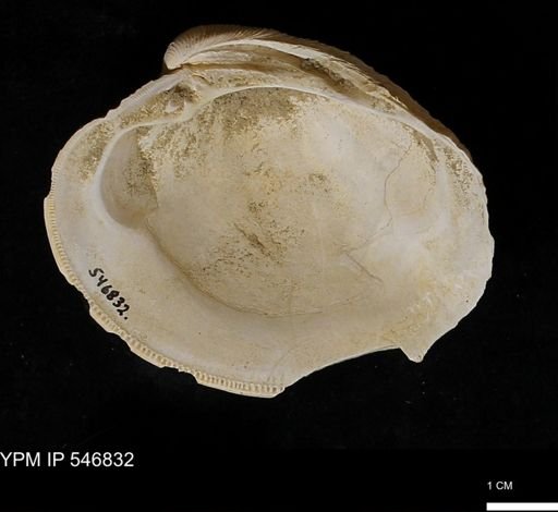 Venus mercenaria antiqua