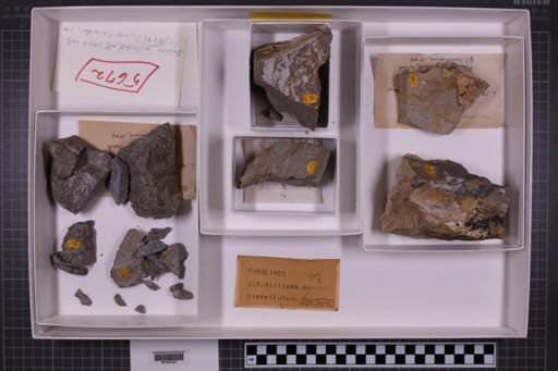 mixed taxa, stratigraphic collection