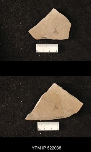 undet. Coleoptera