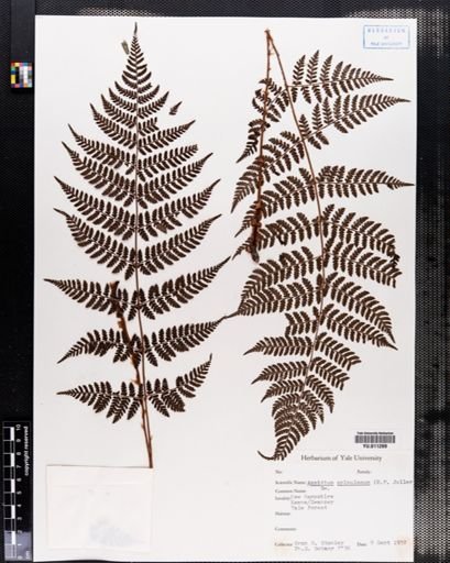 Aspidium