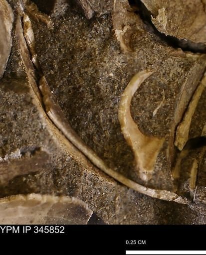 undet. Bivalvia