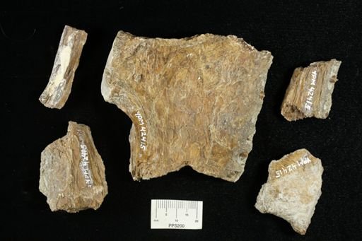 undet. Ichthyodectidae