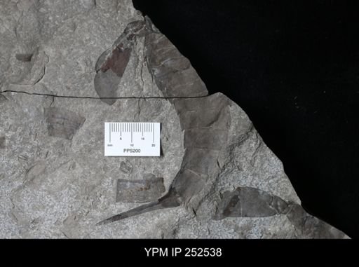 Eurypterus sp.