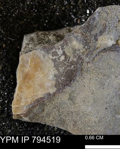 undet. Bivalvia