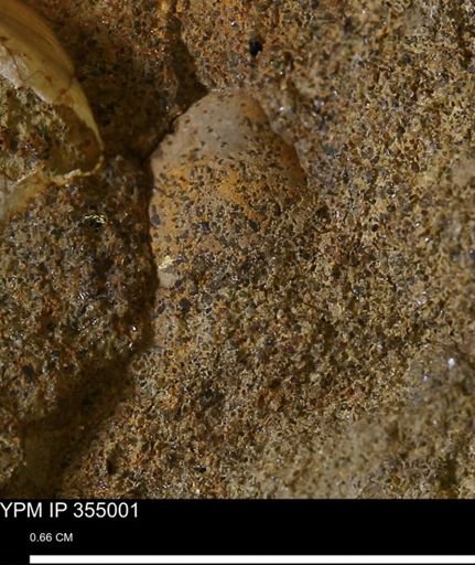 Mollusca