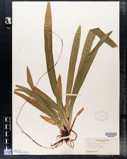Carex plantaginea