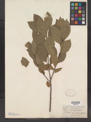 Rhamnus alnifolia