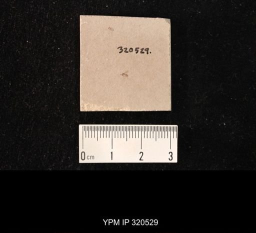 undet. Diptera