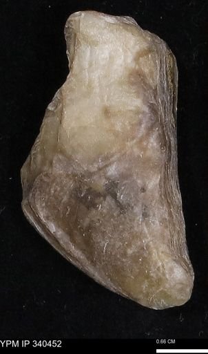 Ostrea glabra