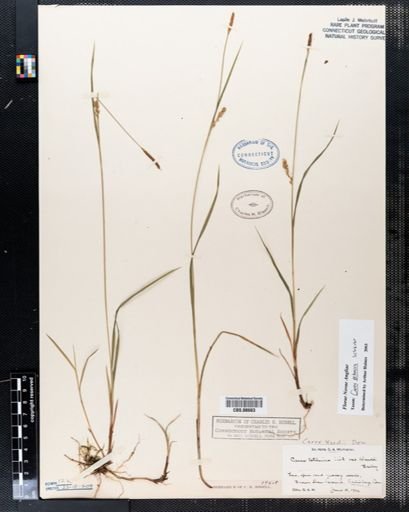 Carex tetanica
