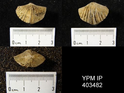 cf. Spirifer leidyi