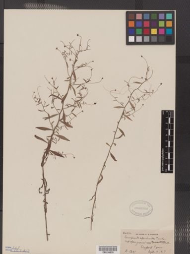 Campanula aparinoides