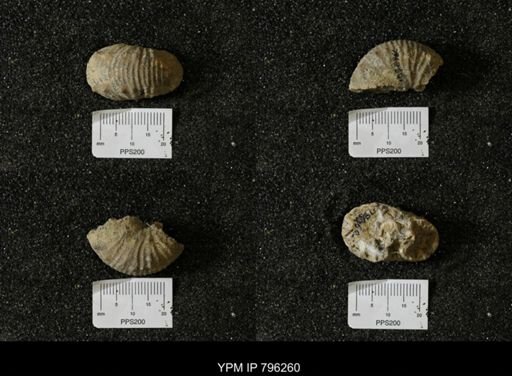 Scaphites