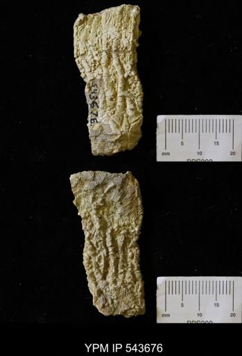 undet. Crinoidea