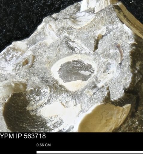 Limopsis striatopunctatus