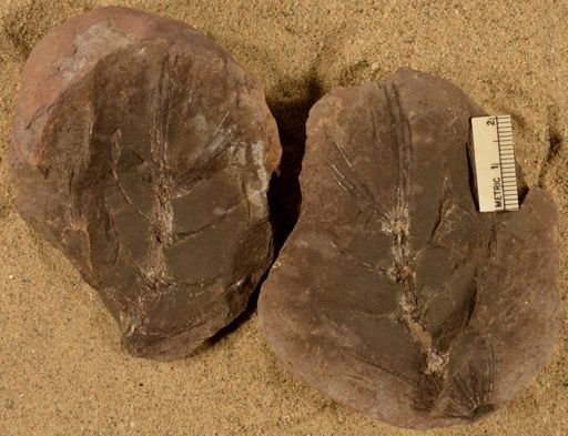 Asterophyllites longifolium