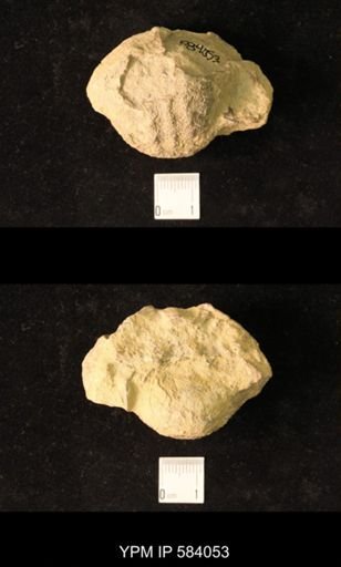 Pharkidonotus tricarinatus