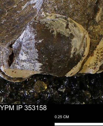 Limopsis striatopunctatus