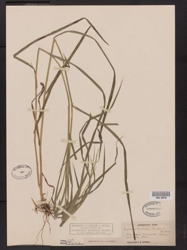 Glyceria melicaria