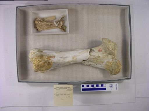 Rhinocerotidae
