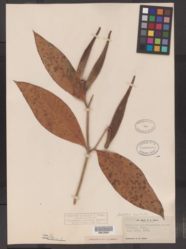 Asclepias exaltata