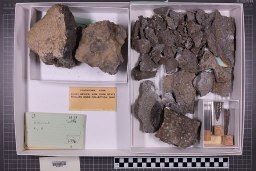 mixed taxa, stratigraphic collection