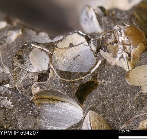 Limopsis? striatopunctatus