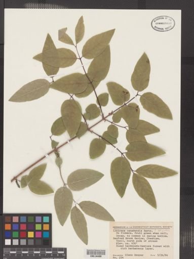 Lonicera canadensis