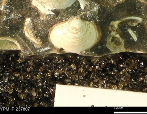 Protocardia subquadrata