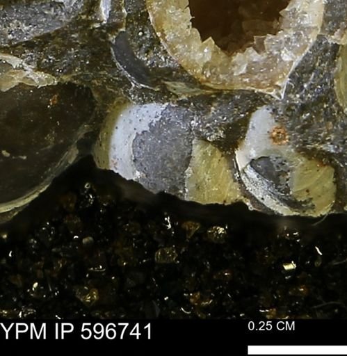 undet. Bivalvia