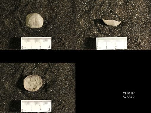 Dinorthis subquadrata
