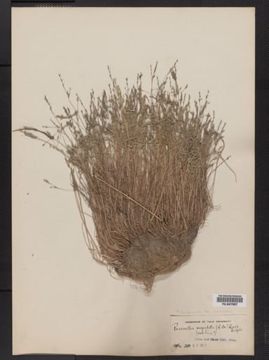 Puccinellia pumila