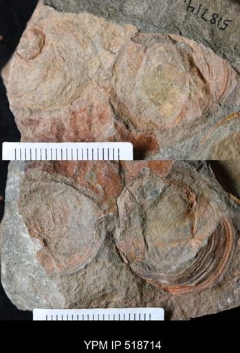 Pelecyogyra fezouataensis