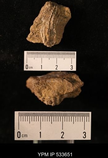 undet. Crinoidea