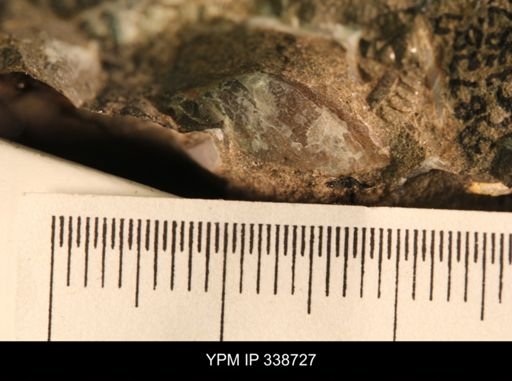 Protocardia subquadrata