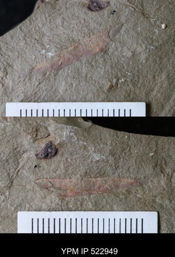 Problematica