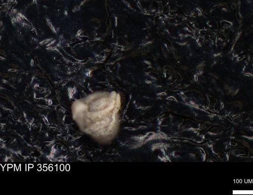 undet. Foraminiferida