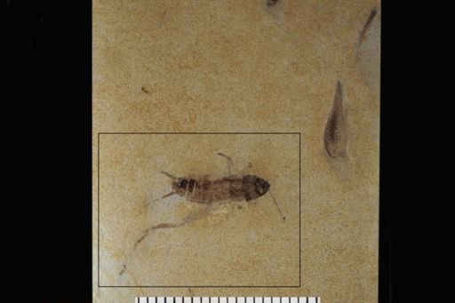 Gryllidae