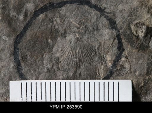 Brachiopoda