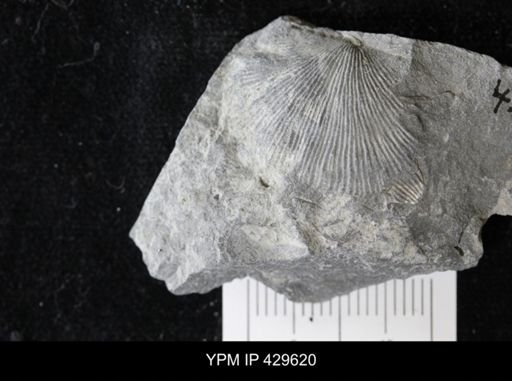 Devonochonetes coronatus
