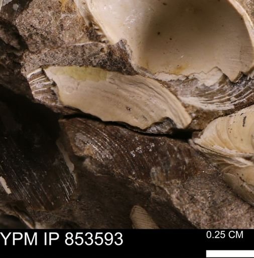 Limopsis striatopunctatus